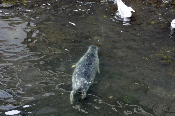 seal