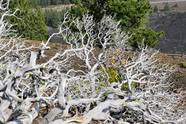white tree branches