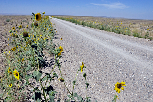 gravel road to Brueneau Overlook of Bruneau Canyon -  lined with sunflowers
