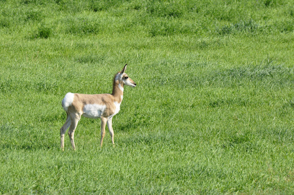 pronghorn