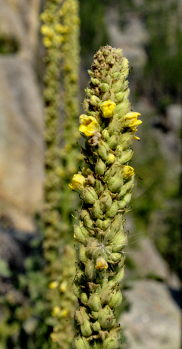 some kind of tall flower