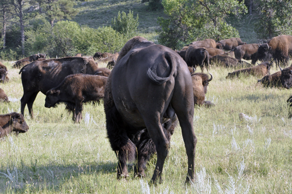 Buffalo butt