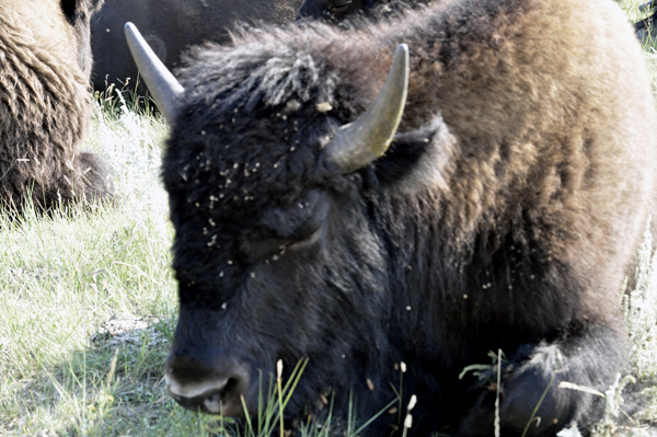 big buffalo-bison