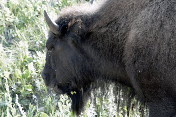 buffalo by the car