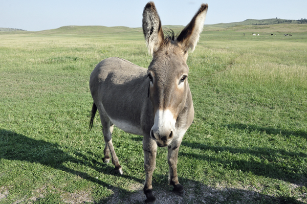 a wild donkey