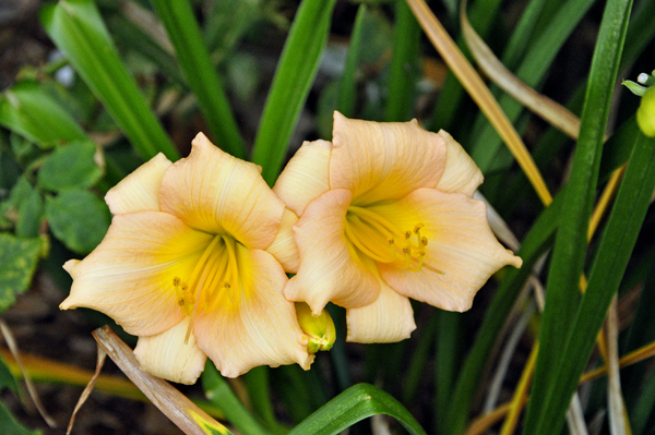 Beautiful flowers 