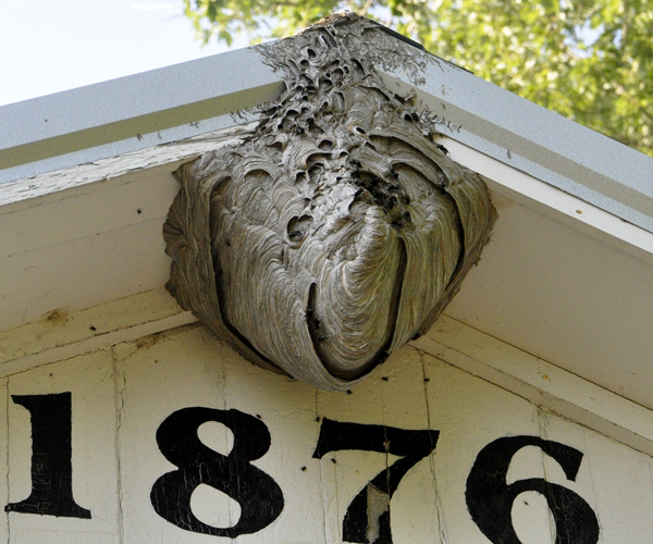 a really large beehive and bees