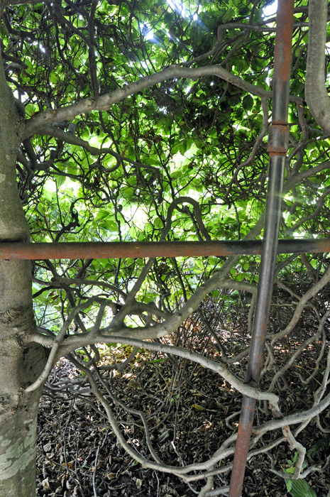 a special tree