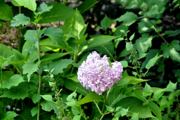 a flower