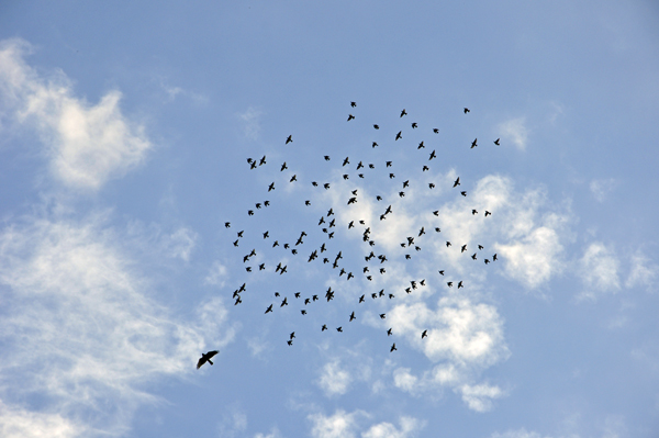 birds