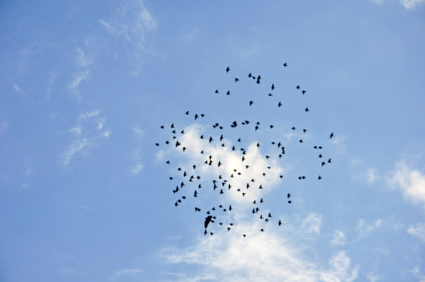 birds