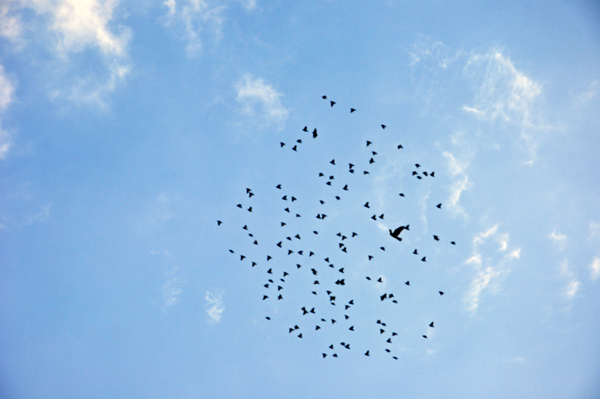 birds