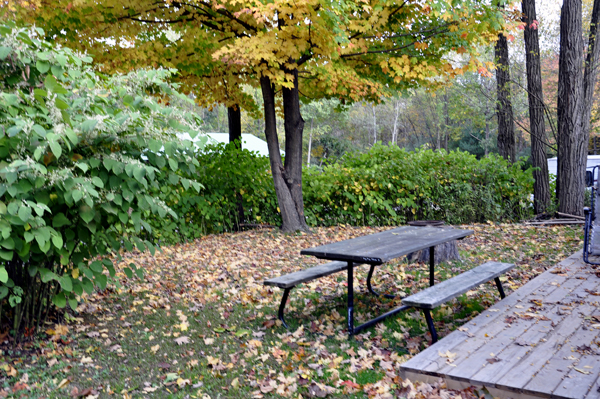 the yard of the two RV Gypsies full of fall leaves