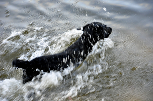see Murphy swim