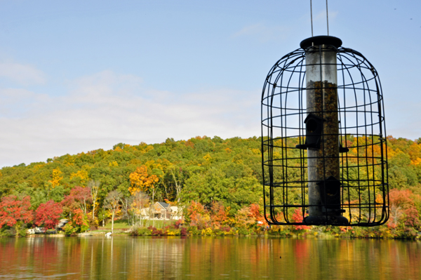 bird feeder and autumn colors