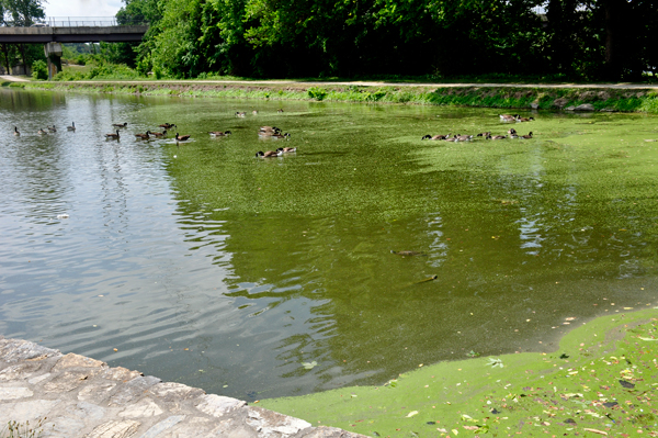 lots of ducks