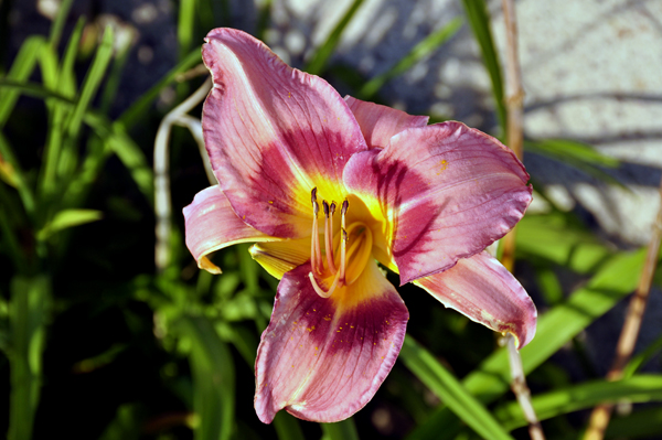 Flower at The Music Man Square