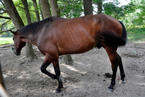 horse