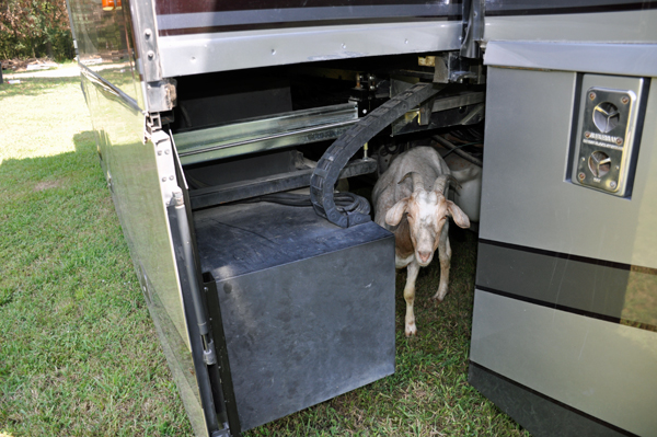 goat under the RV