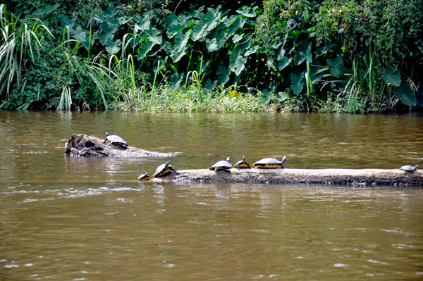 turtles