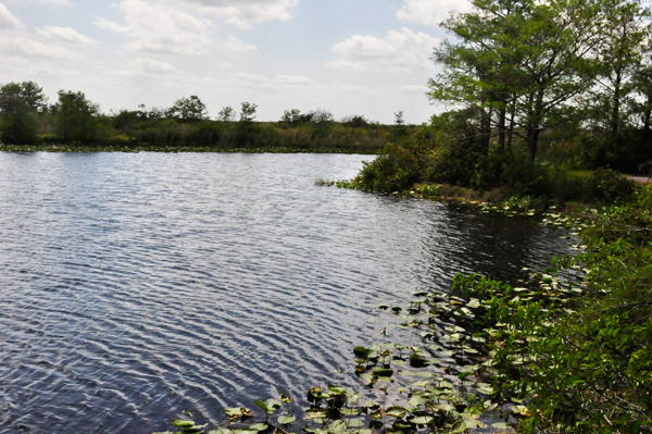 Loxahatchee scenery