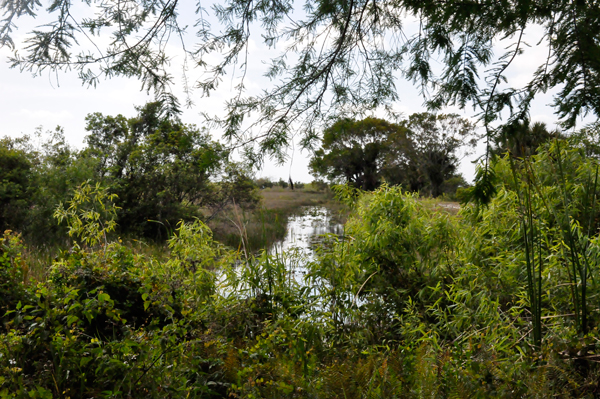 Loxahatchee scenery