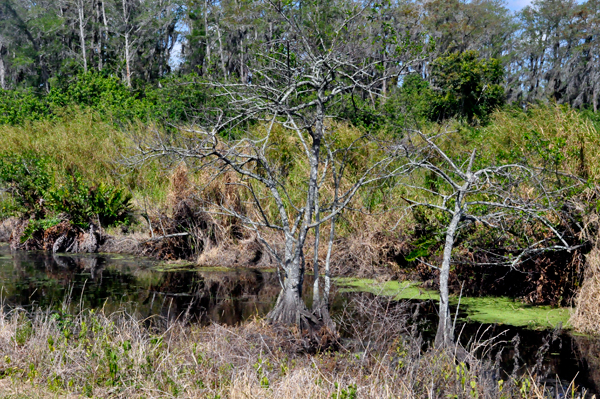 Loxahatchee scenery