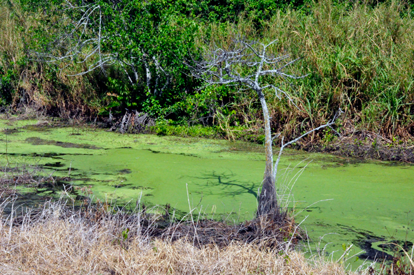 Loxahatchee scenery