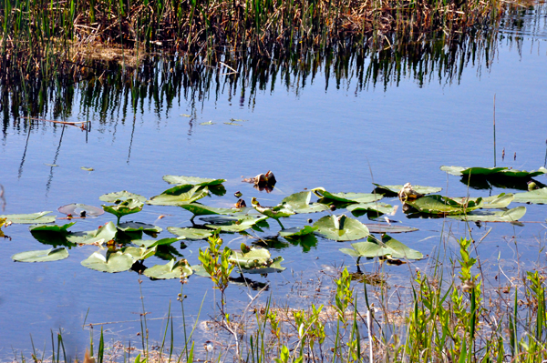 Loxahatchee scenery