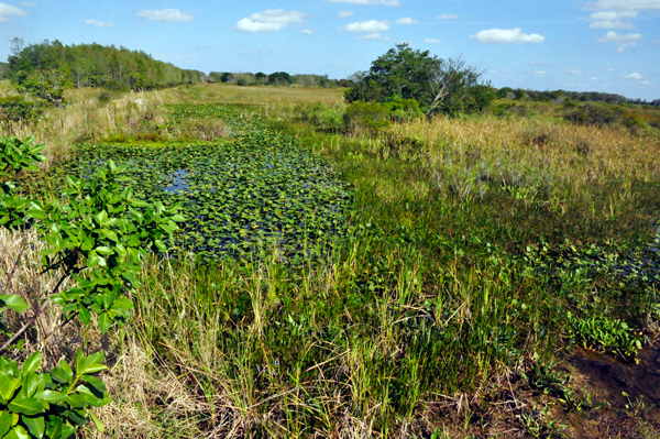 Loxahatchee scenery