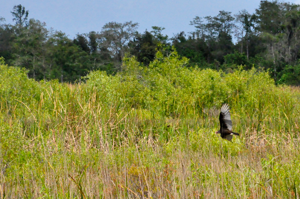 bird taking off