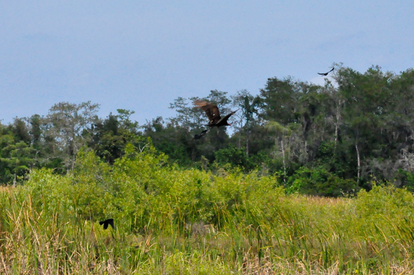 little bird chasing big bird