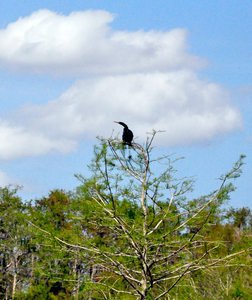 bird in the top of a tree