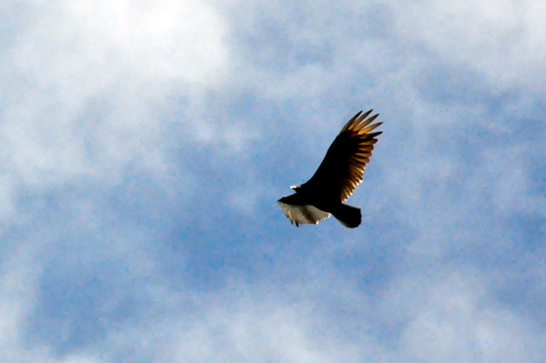 hawk