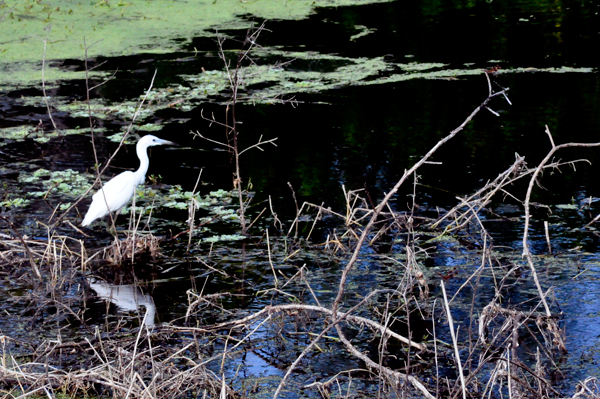 egret