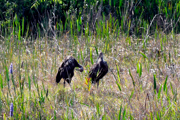 two birds