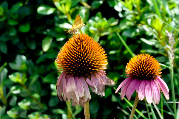 flowers and a butterfly at Fountain Park