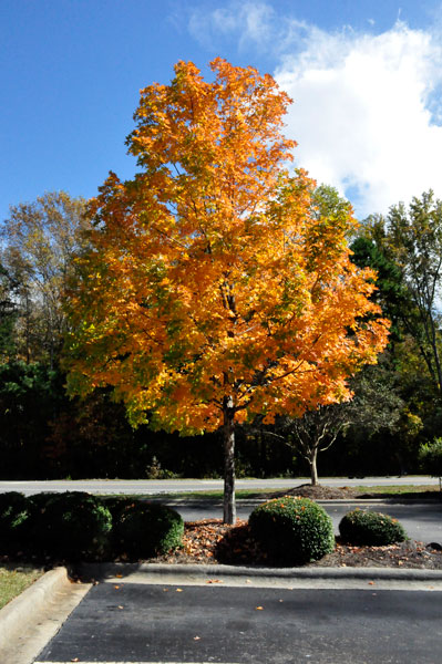 fall foliage in SC 2018