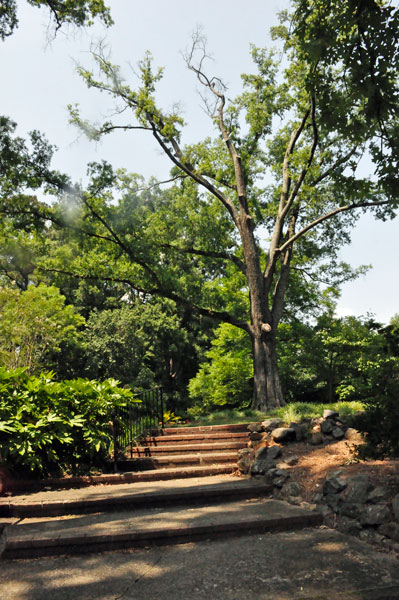 a big old tree