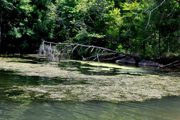 the lake