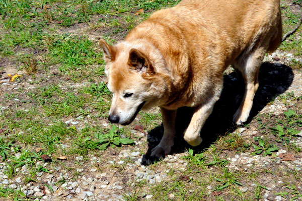 dog