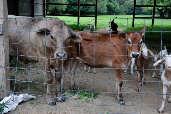 cows