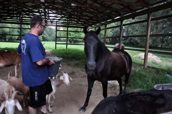 Lou feeding the horse