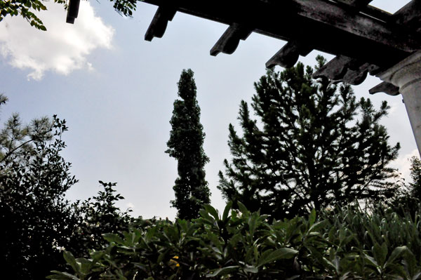 tall tree