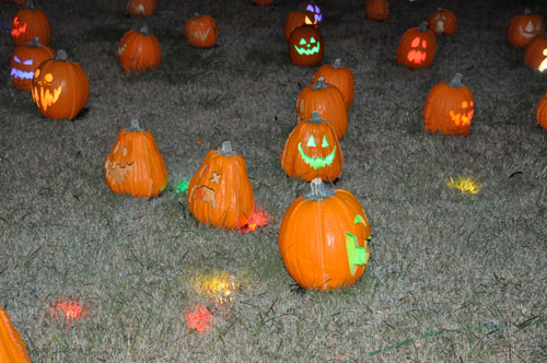 pumpkin patch