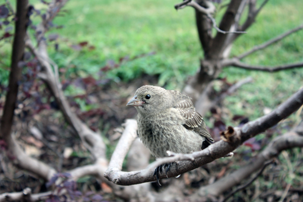 a bird