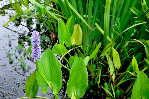 flower in a pond at Chattanooga Choo-Choo