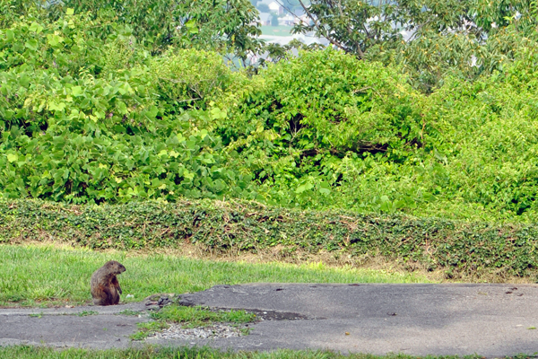 groundhog