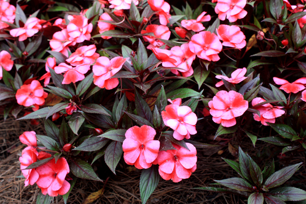 flowers