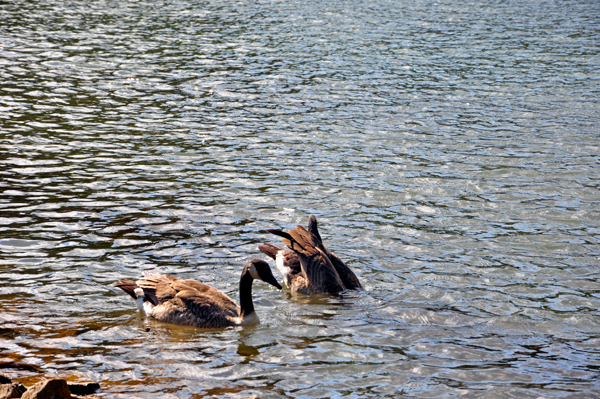 duck with its head under the water